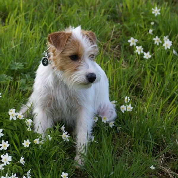 ¿Tu perro tiene alergia a la primavera?