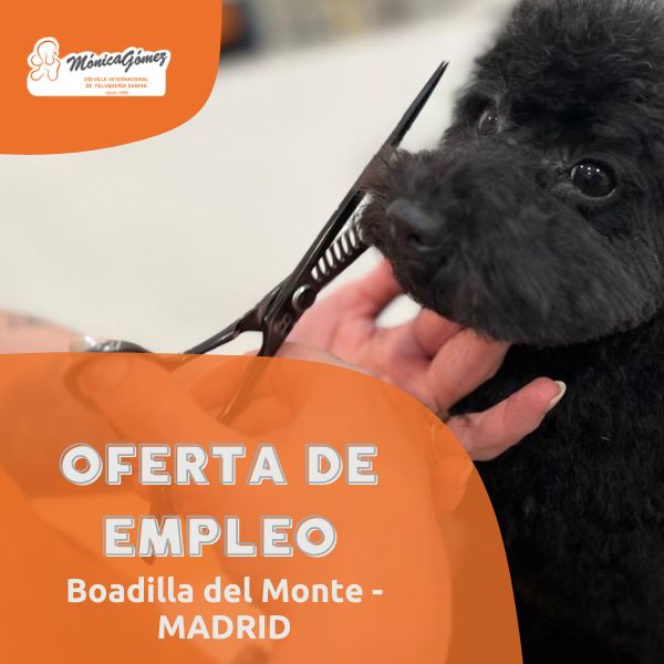 Se buscan profesionales formados en peluqueria canina en nuestra Escuela