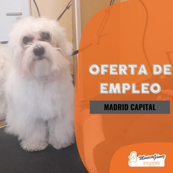 Buscan profesionales formados en nuestra Escuela para Madrid