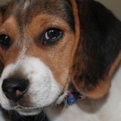 Razas y cuidados: beagle