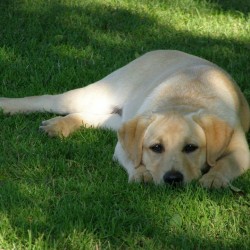 Razas y cuidados: Labrador Retriever