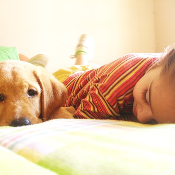 Zooterapia: Cómo nuestros perros pueden ayudarnos