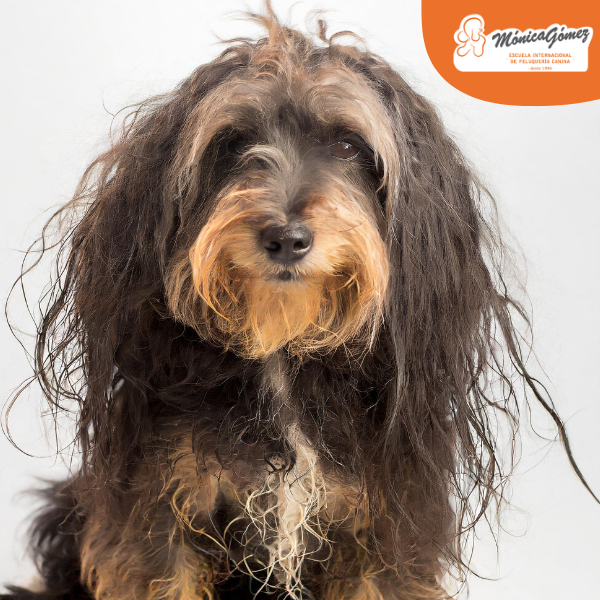 Errores comunes en peluquería canina y cómo evitarlos